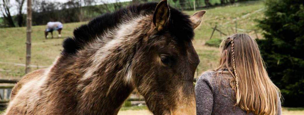 L'intelligence du cheval - mieux le comprendre pour mieux vivre ensemble