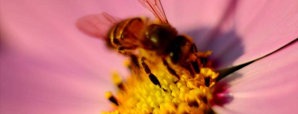 Comment passer un hiver en pleine forme grâce aux produits de la ruche ?