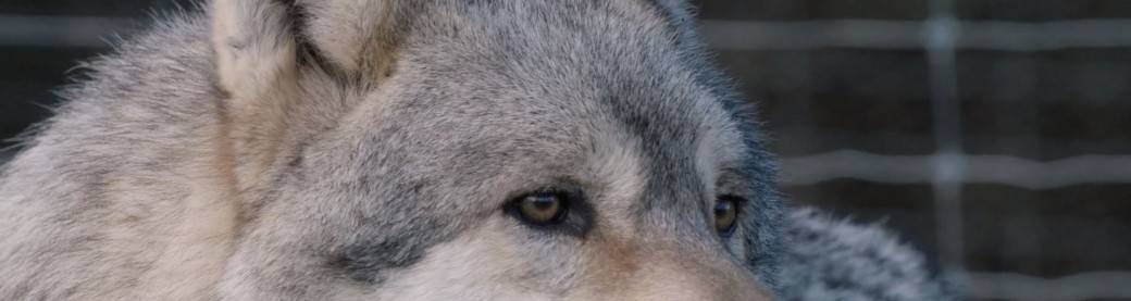 L'Odyssée du loup : secrets de tournage