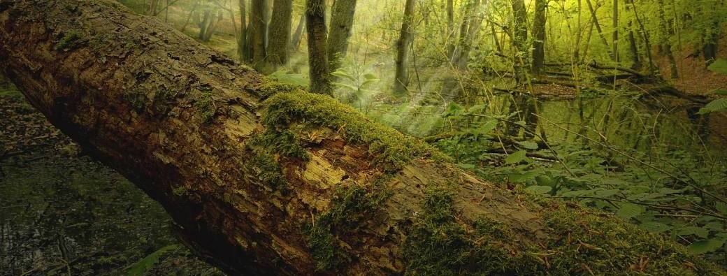 L'œil du forestier
