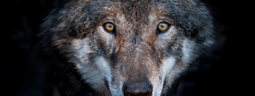 Loup, qui es-tu ? 