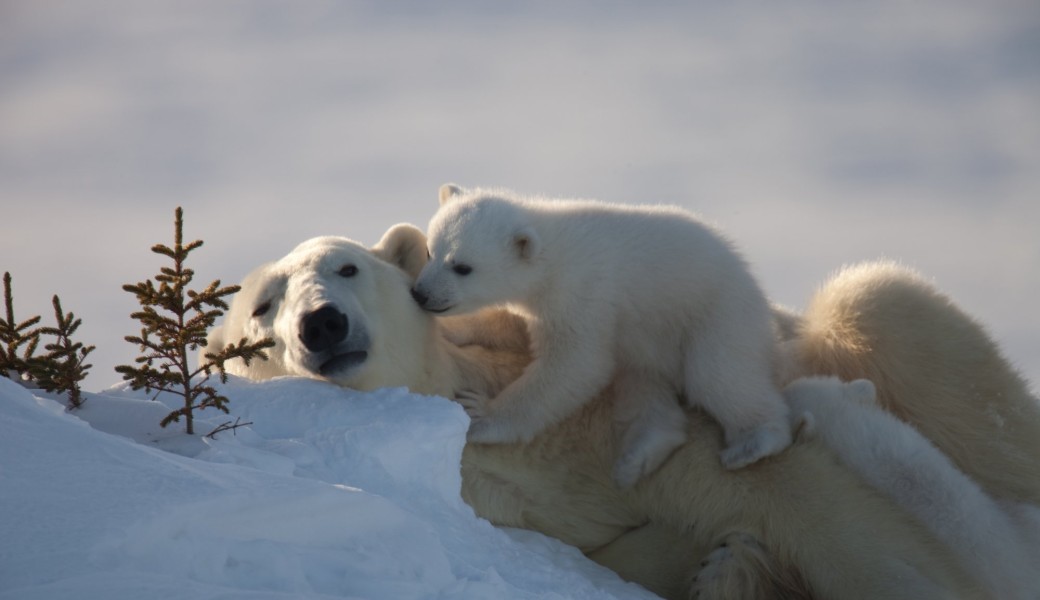 L'Ours polaire