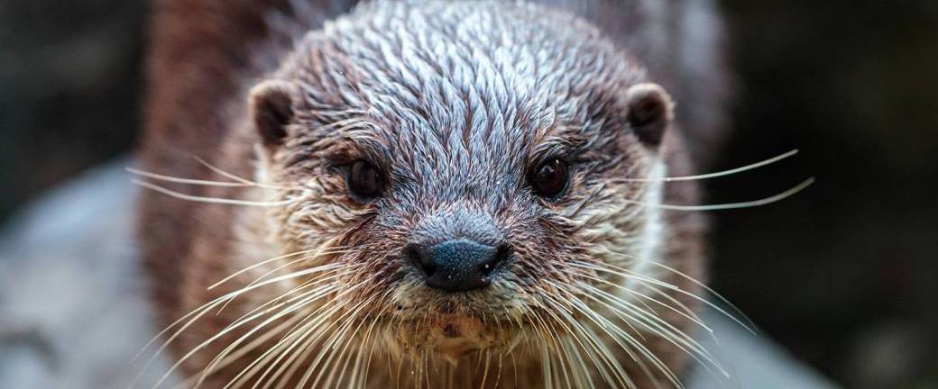 Loutre sur le Lez : comprendre la biodiversité en ville