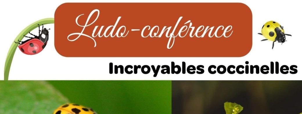 Ludo-conférence : incroyables coccinelles