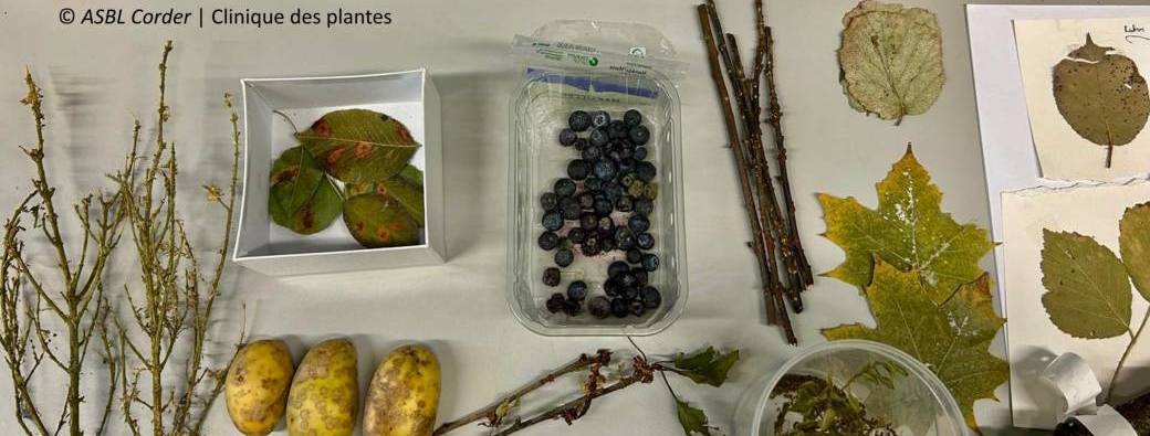 Gestion intégrée EV : préventif, reconnaissance des maladies et protection – Corder (Phytolicence)