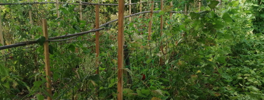Initiation au jardinage co-créatif - module 1