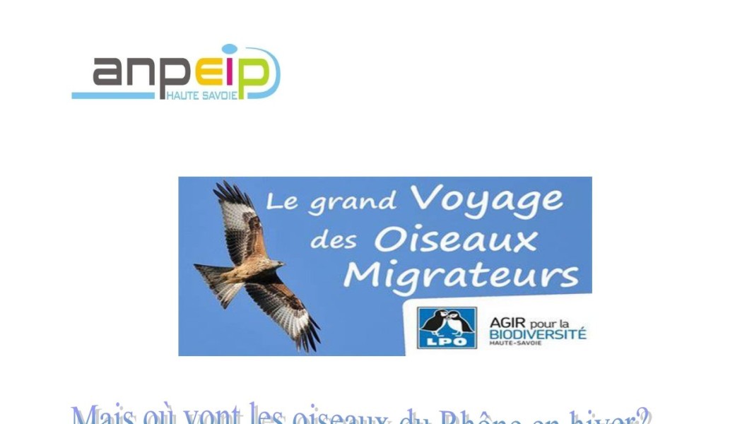 Mais où vont les oiseaux du Rhône en hiver