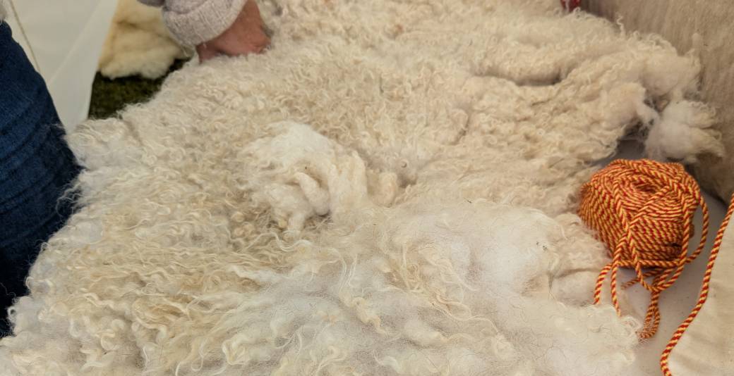 Mais pourquoi tant de Laine ? 13/06/2026