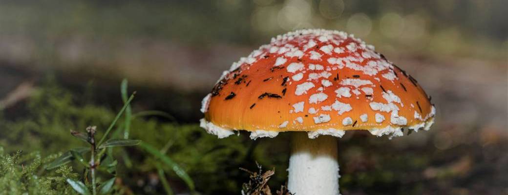 Mais, qui se cache sous ce chapeau ?