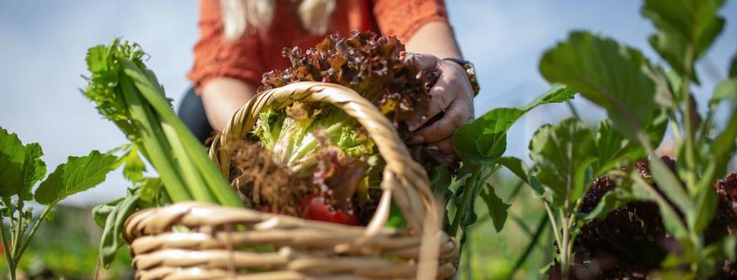 Manger bio, local et de saison : mieux pour la santé ?