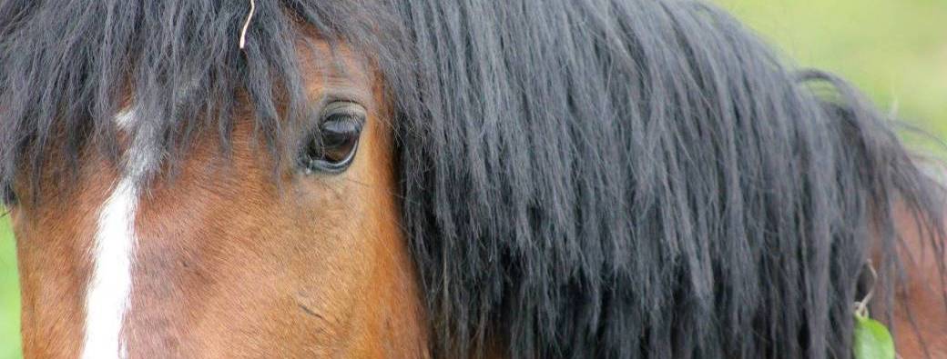 Manipuler un cheval en sécurité