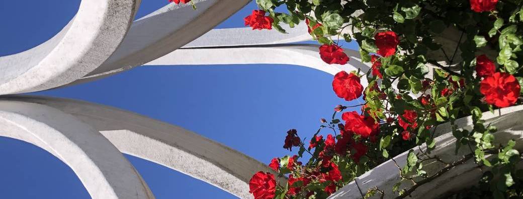 Marcher pour s'écrire : FLEURS INVISIBLES - Il y a des fleurs partout pour qui veut bien les voir.