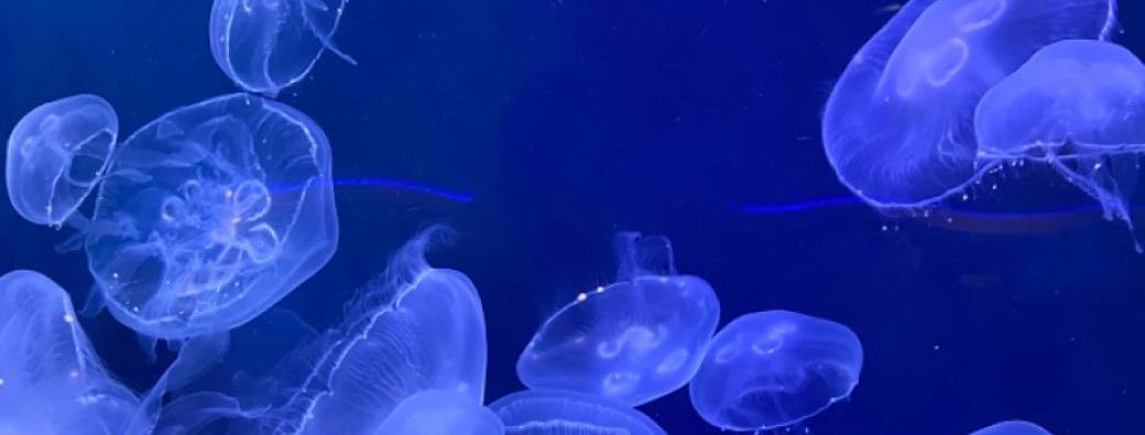 Les Mardis de la Mer édition 2025 - 2026 