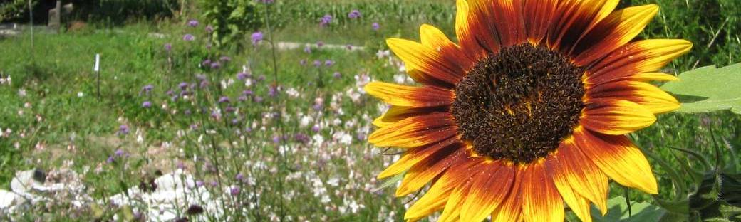 Les jardins du Margarou