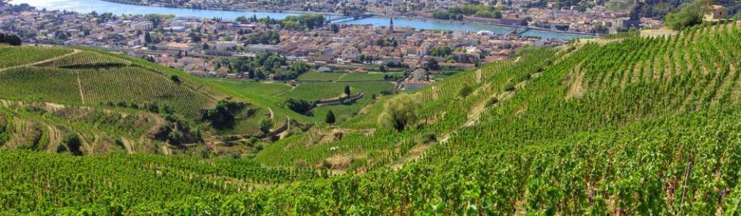Master class Fromages et vins du Rhône nord ! 