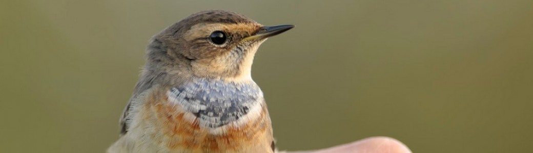 Matinée : Baguage des oiseaux sur le site des bassins à Frasnes (sept)