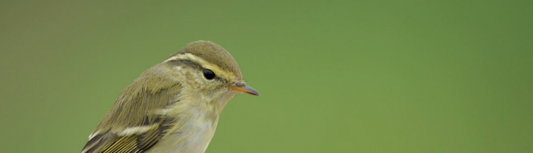Matinée : Baguage des oiseaux sur le site des bassins à Frasnes