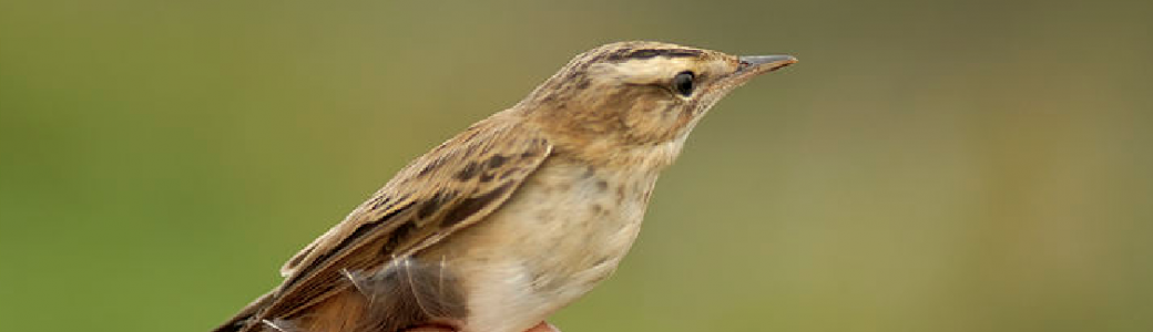 Matinée : Baguage des oiseaux sur le site des bassins à Frasnes (août)