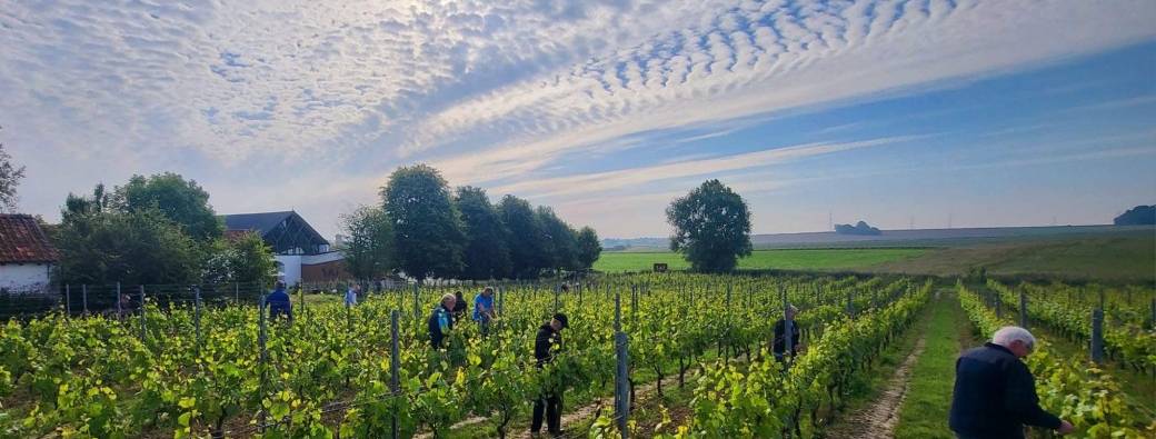 Matinées de travail dans les vignes