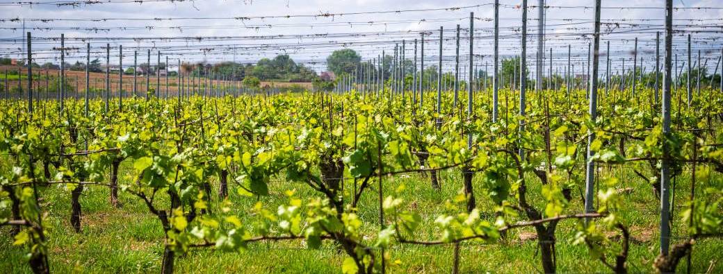 Matinées vigneronnes 