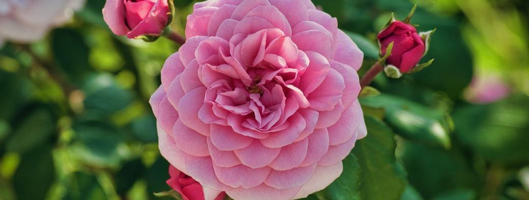 la méditation avec les Roses