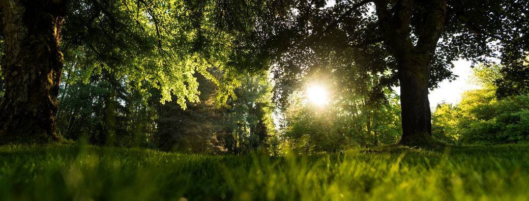 MEDITATION DU JARDIN DU COEUR ET SOIN