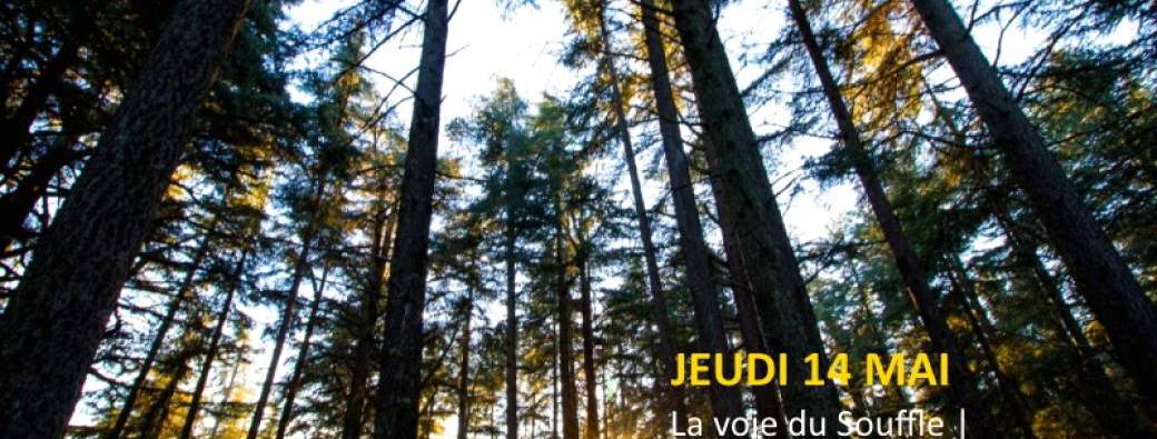 Méditation olfactive dans la forêt de Cèdres