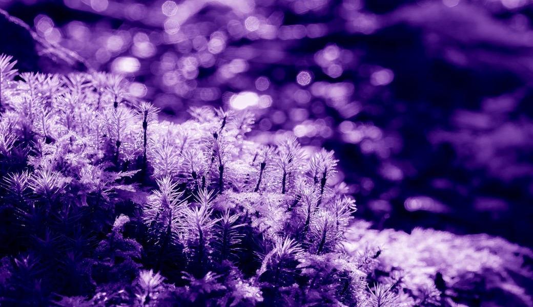 Médium photographique, Une rencontre avec l’invisible : Les Orbes