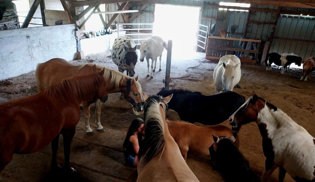 Melting Pot des soins naturels du cheval et du troupeau