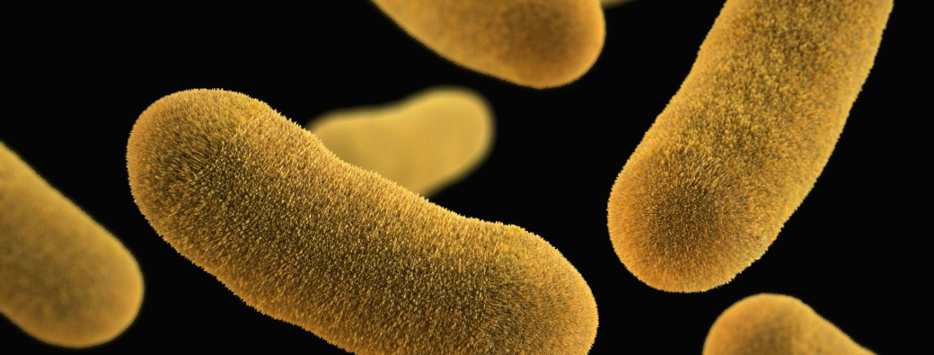 Microbiote et stress : une conversation intime entre le cerveau et l’intestin