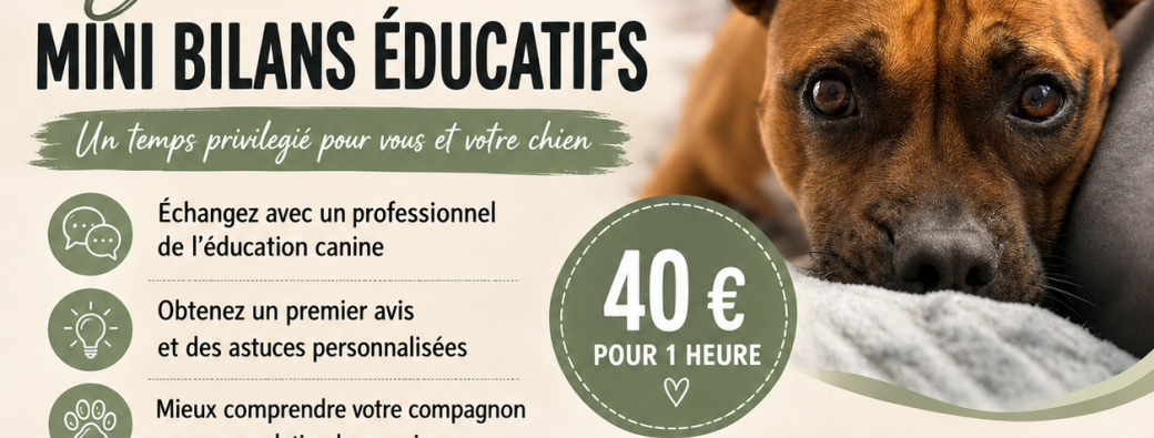 Mini Bilan éducatif