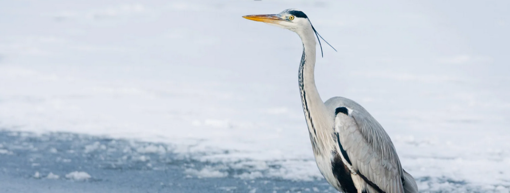 Mission survie au coeur de l'hiver (6-12 ans)