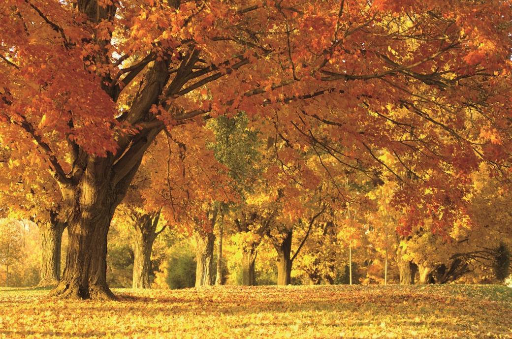 Module de Formation "Atelier d'Automne"