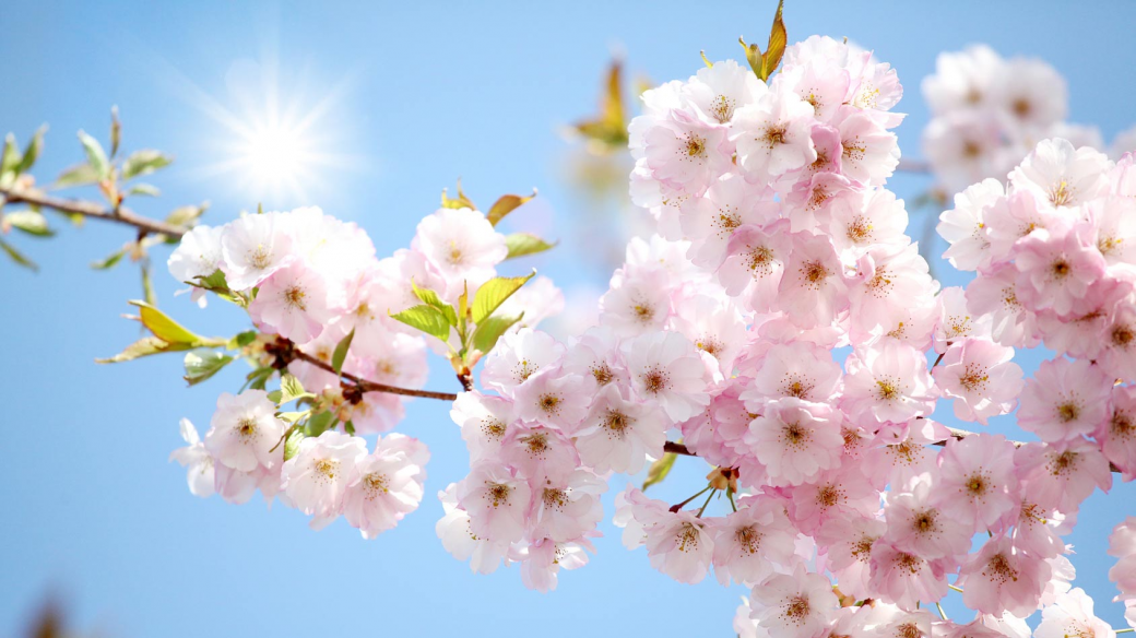 Module de formation "Atelier Printemps" en Elearning