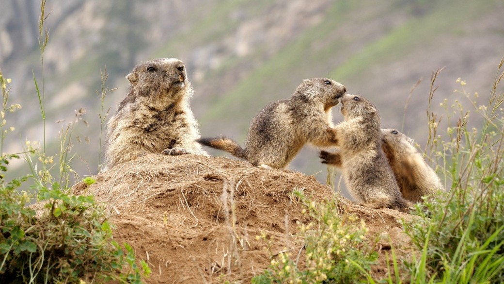 Mois du film documentaire - Le clan des Marmottes