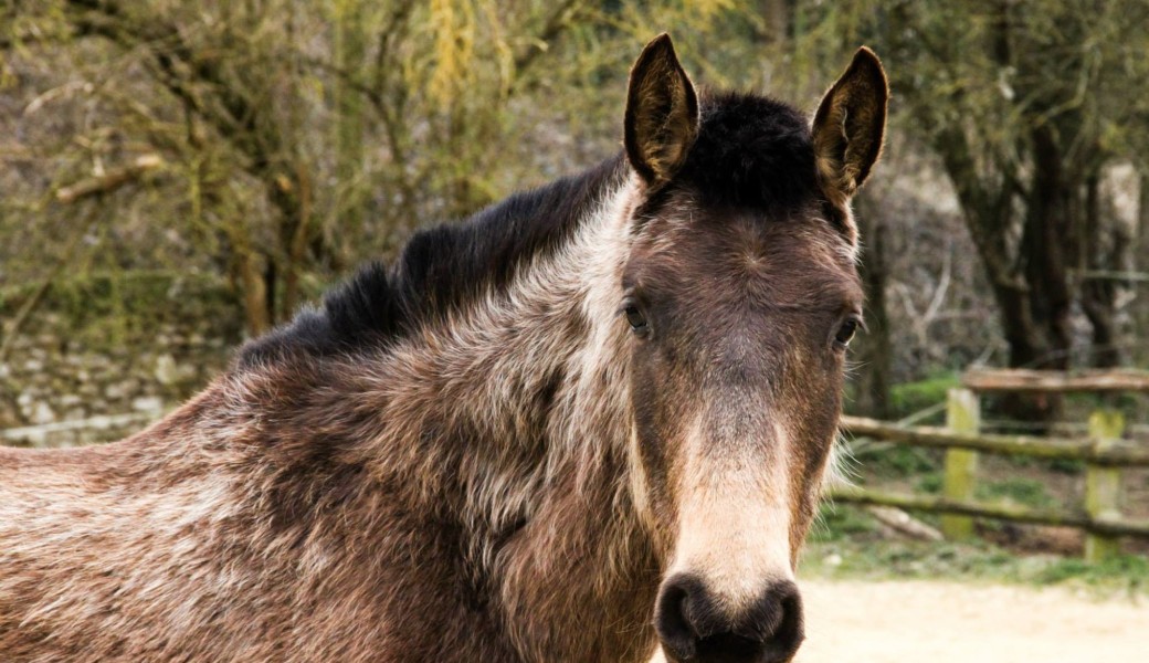Mon cheval est en pension : comment améliorer son bien-être – part 2