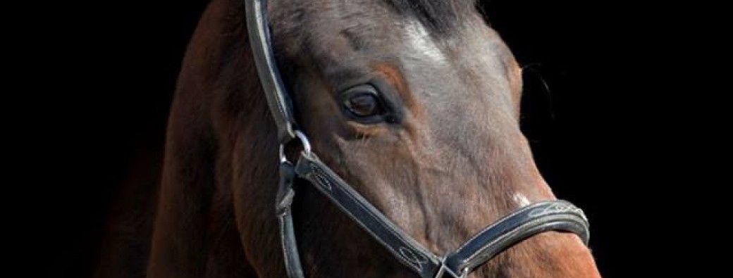 Mon cheval est en pension : comment améliorer son bien-être ?