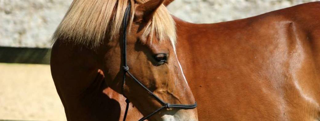 Mon cheval est en pension : j'améliore son bien-être