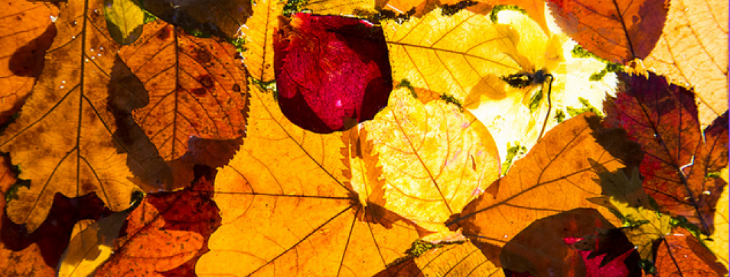 Mon herbier d'automne (6-12 ans)