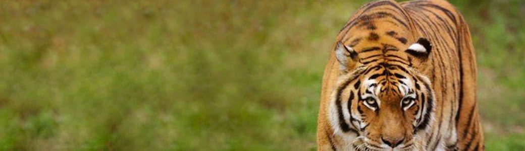 MS2 - Zoo de tregomeur