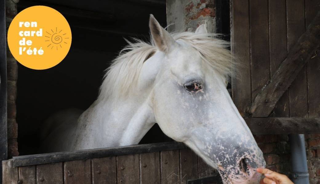 Murmurer à l’oreille des chevaux