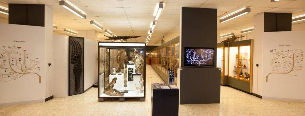 Muséum de zoologie et d’anthropologie 