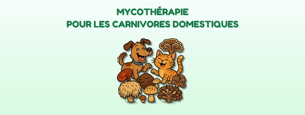 Mycothérapie pour les carnivores domestiques