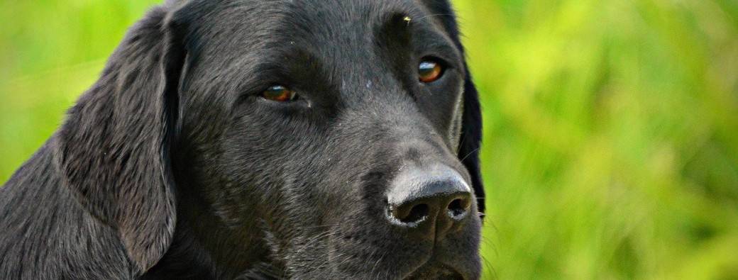 Nos animaux ont du talent