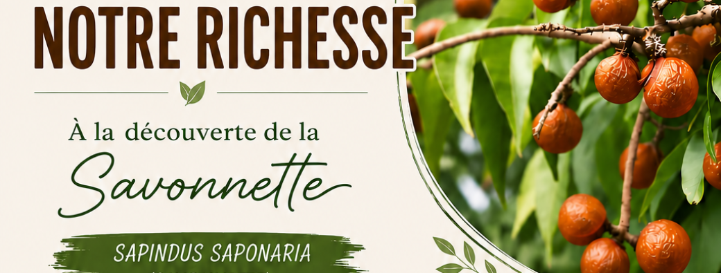 Nos plantes, Notre richesse : A la découverte de la savonnette