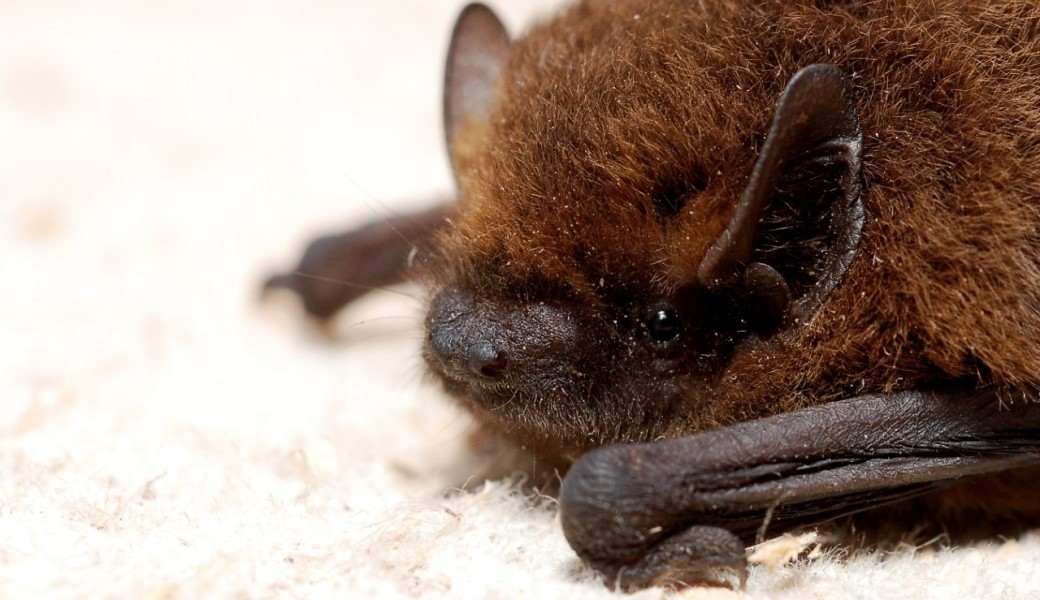 Nuit de la Chauve-souris à Beloeil