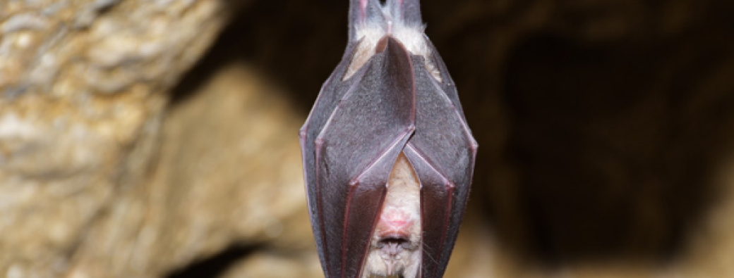 Nuit de la Chauve-souris - Balade