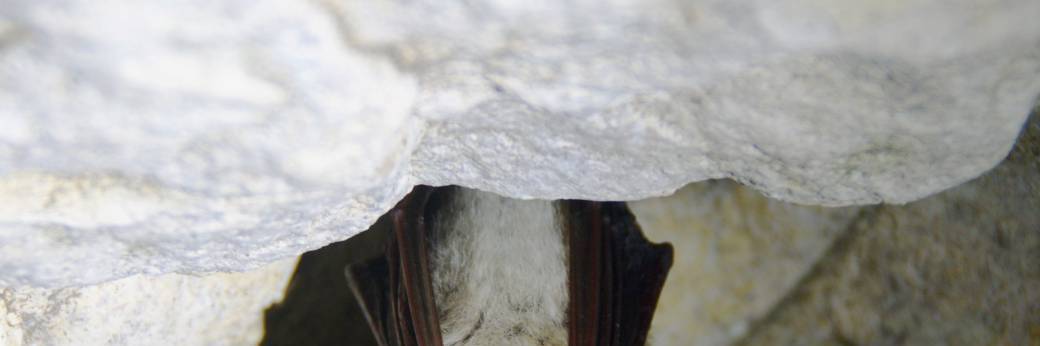 Nuit de la Chauve-souris