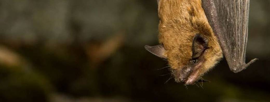 Nuit de la chauve-souris