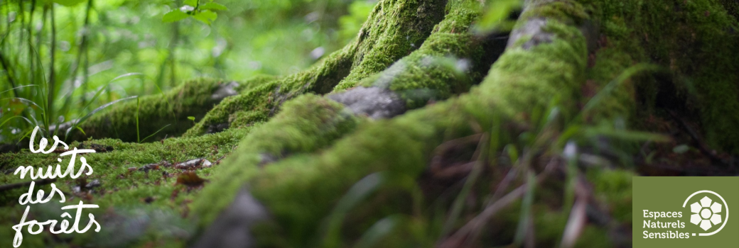 Nuit des Forêts : A nos Racines Nuit des Forêts : A nos Racines